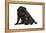 Black Pug with Black Puppy (6 Weeks Old)-null-Framed Premier Image Canvas