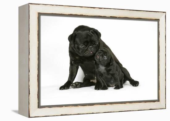 Black Pug with Black Puppy (6 Weeks Old)-null-Framed Premier Image Canvas