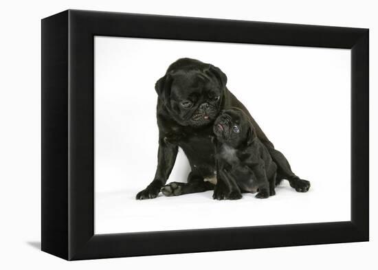 Black Pug with Black Puppy (6 Weeks Old)-null-Framed Premier Image Canvas