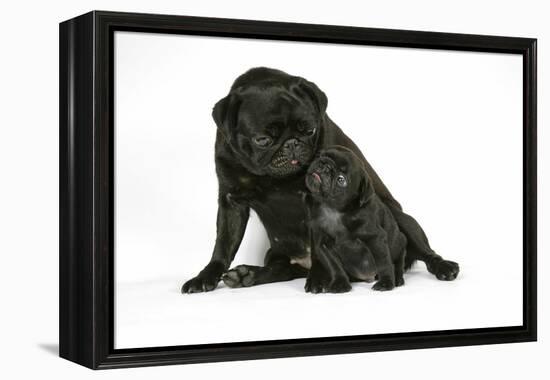 Black Pug with Black Puppy (6 Weeks Old)-null-Framed Premier Image Canvas