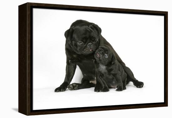 Black Pug with Black Puppy (6 Weeks Old)-null-Framed Premier Image Canvas