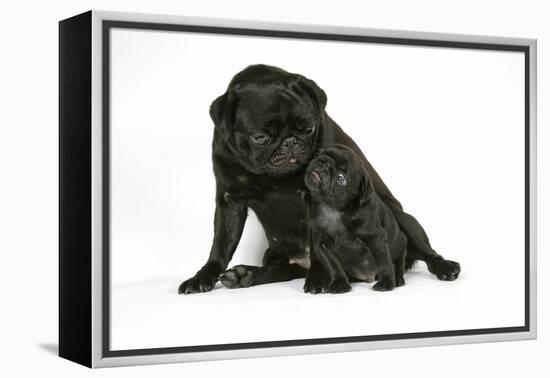 Black Pug with Black Puppy (6 Weeks Old)-null-Framed Premier Image Canvas