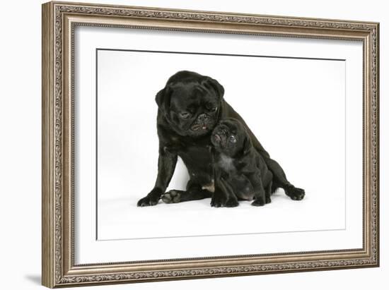 Black Pug with Black Puppy (6 Weeks Old)-null-Framed Photographic Print