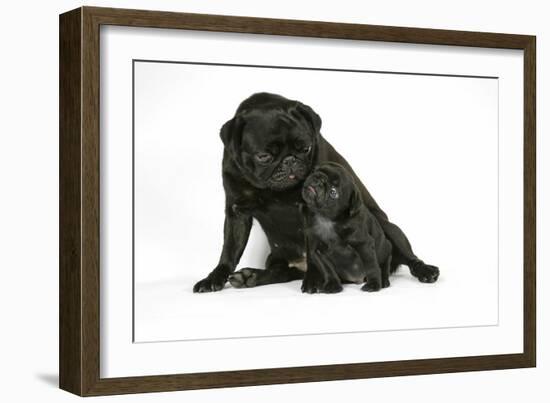 Black Pug with Black Puppy (6 Weeks Old)-null-Framed Photographic Print