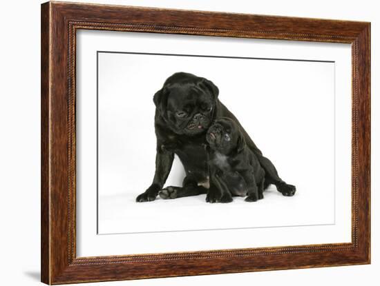 Black Pug with Black Puppy (6 Weeks Old)-null-Framed Photographic Print