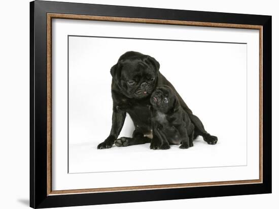 Black Pug with Black Puppy (6 Weeks Old)-null-Framed Photographic Print