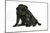 Black Pug with Black Puppy (6 Weeks Old)-null-Mounted Photographic Print