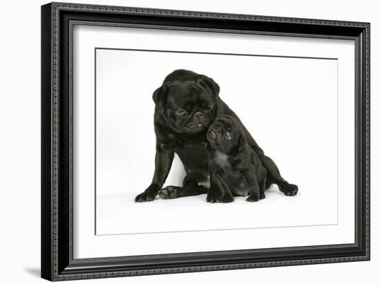 Black Pug with Black Puppy (6 Weeks Old)-null-Framed Photographic Print