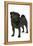 Black Pug-null-Framed Premier Image Canvas