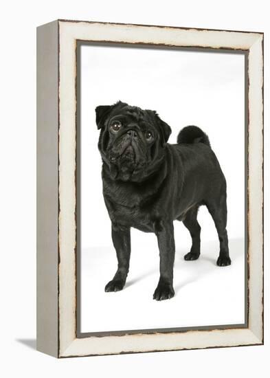 Black Pug-null-Framed Premier Image Canvas