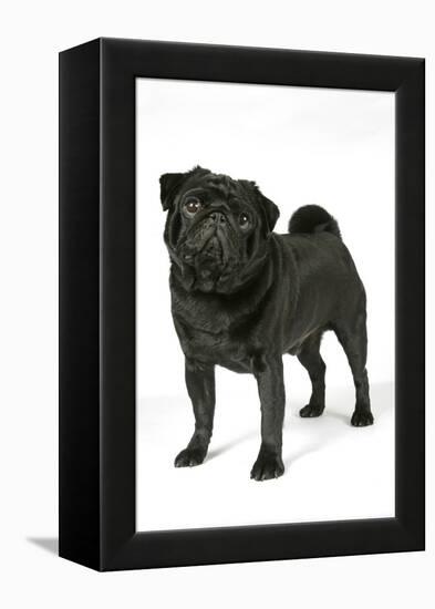 Black Pug-null-Framed Premier Image Canvas