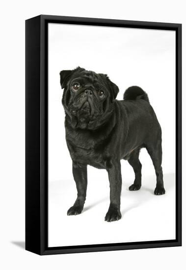 Black Pug-null-Framed Premier Image Canvas