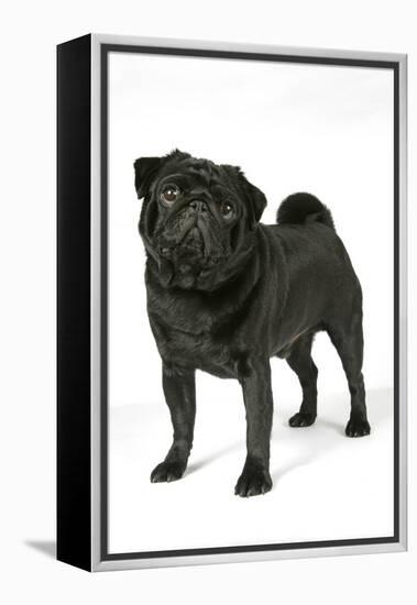 Black Pug-null-Framed Premier Image Canvas