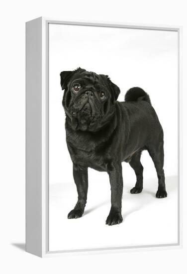 Black Pug-null-Framed Premier Image Canvas