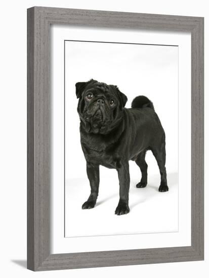 Black Pug-null-Framed Photographic Print