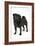 Black Pug-null-Framed Photographic Print