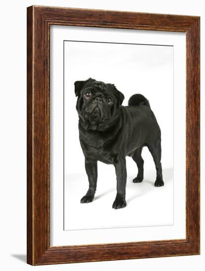 Black Pug-null-Framed Photographic Print