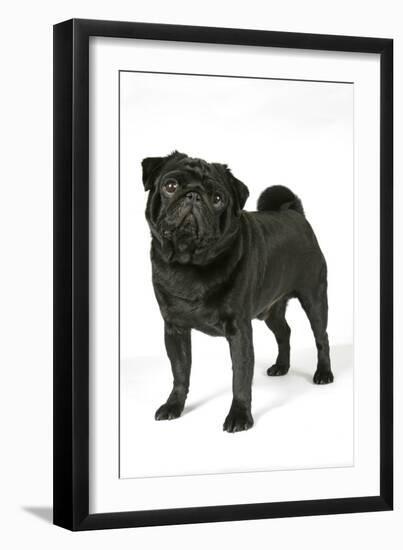 Black Pug-null-Framed Photographic Print