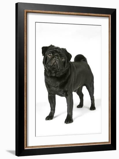 Black Pug-null-Framed Photographic Print