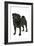 Black Pug-null-Framed Photographic Print