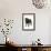 Black Pug-null-Framed Photographic Print displayed on a wall