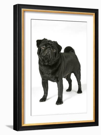 Black Pug-null-Framed Photographic Print