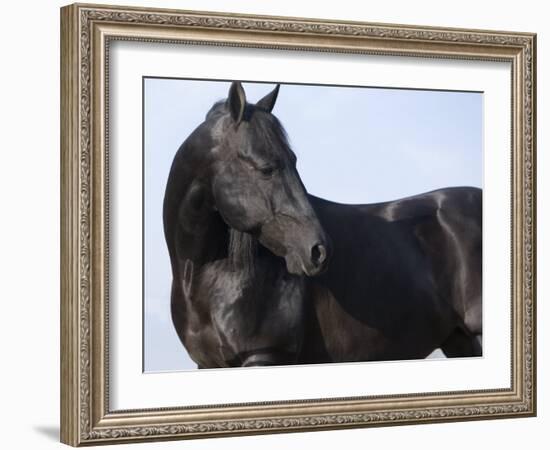 Black Quarter Horse Stallion, Longmont, Colorado, USA-Carol Walker-Framed Photographic Print