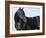 Black Quarter Horse Stallion, Longmont, Colorado, USA-Carol Walker-Framed Photographic Print