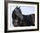 Black Quarter Horse Stallion, Longmont, Colorado, USA-Carol Walker-Framed Photographic Print