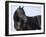 Black Quarter Horse Stallion, Longmont, Colorado, USA-Carol Walker-Framed Photographic Print