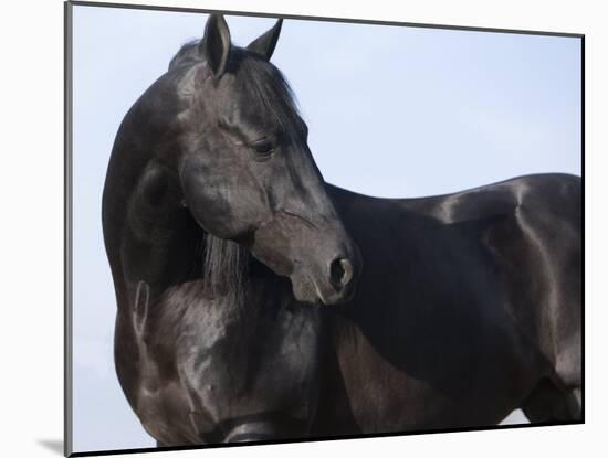 Black Quarter Horse Stallion, Longmont, Colorado, USA-Carol Walker-Mounted Photographic Print