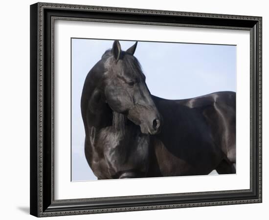 Black Quarter Horse Stallion, Longmont, Colorado, USA-Carol Walker-Framed Photographic Print