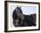 Black Quarter Horse Stallion, Longmont, Colorado, USA-Carol Walker-Framed Photographic Print