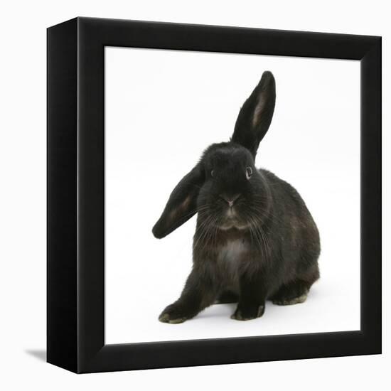 Black Rabbit with Windmill Ears-Mark Taylor-Framed Premier Image Canvas