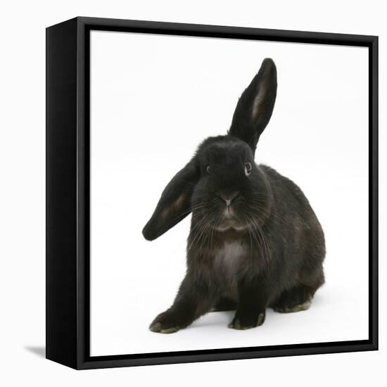 Black Rabbit with Windmill Ears-Mark Taylor-Framed Premier Image Canvas