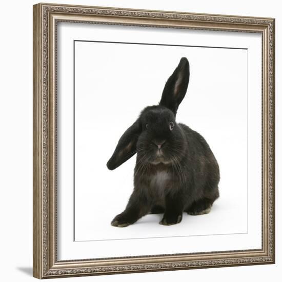 Black Rabbit with Windmill Ears-Mark Taylor-Framed Photographic Print