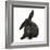 Black Rabbit with Windmill Ears-Mark Taylor-Framed Photographic Print