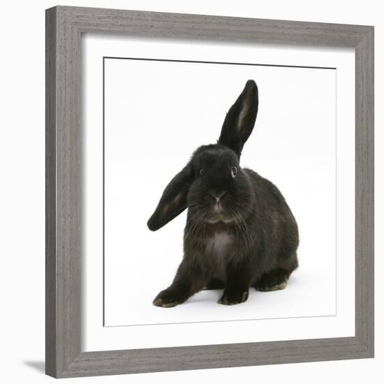 Black Rabbit with Windmill Ears-Mark Taylor-Framed Photographic Print