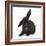 Black Rabbit with Windmill Ears-Mark Taylor-Framed Photographic Print