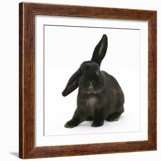 Black Rabbit with Windmill Ears-Mark Taylor-Framed Photographic Print