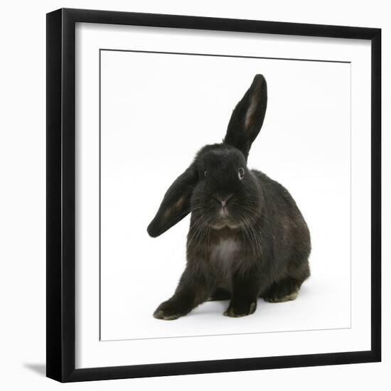 Black Rabbit with Windmill Ears-Mark Taylor-Framed Photographic Print