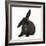 Black Rabbit with Windmill Ears-Mark Taylor-Framed Photographic Print