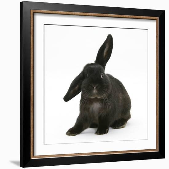 Black Rabbit with Windmill Ears-Mark Taylor-Framed Photographic Print