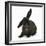 Black Rabbit with Windmill Ears-Mark Taylor-Framed Photographic Print