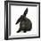 Black Rabbit with Windmill Ears-Mark Taylor-Framed Photographic Print