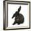 Black Rabbit with Windmill Ears-Mark Taylor-Framed Photographic Print