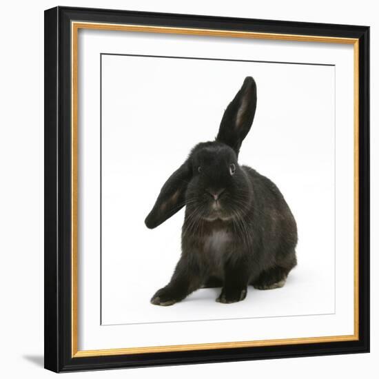 Black Rabbit with Windmill Ears-Mark Taylor-Framed Photographic Print