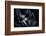 Black Rain-Philippe Sainte-Laudy-Framed Photographic Print