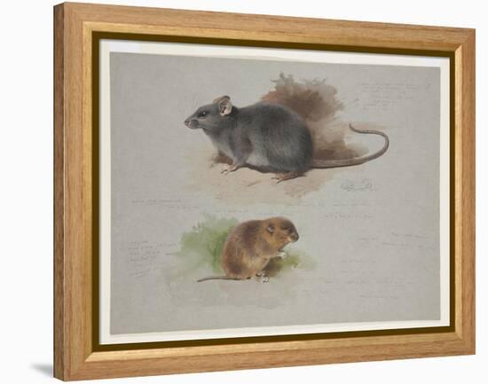 Black Rat and Orkney Vole, C.1915 (W/C & Bodycolour over Pencil on Paper)-Archibald Thorburn-Framed Premier Image Canvas