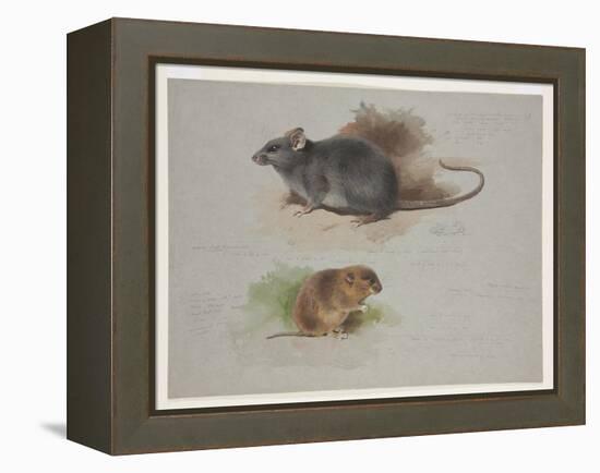 Black Rat and Orkney Vole, C.1915 (W/C & Bodycolour over Pencil on Paper)-Archibald Thorburn-Framed Premier Image Canvas